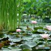 花はす公園