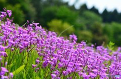 公園 散策＃2