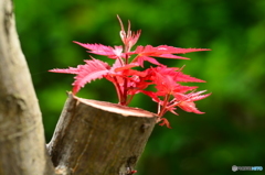 芽生え!