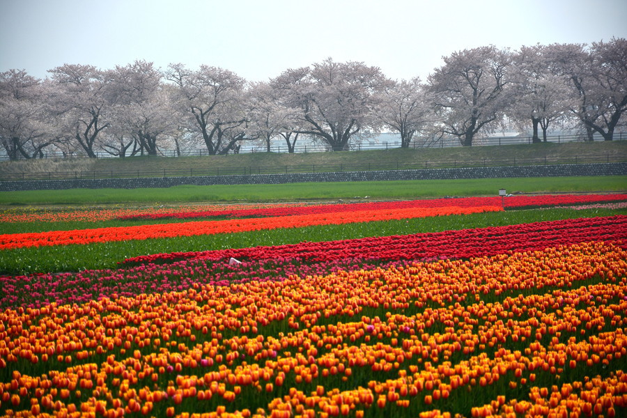 舟川べり桜並木