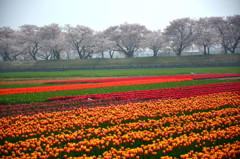 舟川べり桜並木