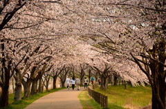 桜のトンネル？