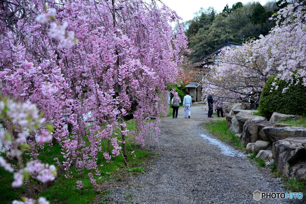 庭園の桜