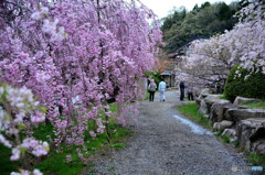 庭園の桜
