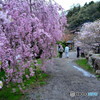 庭園の桜