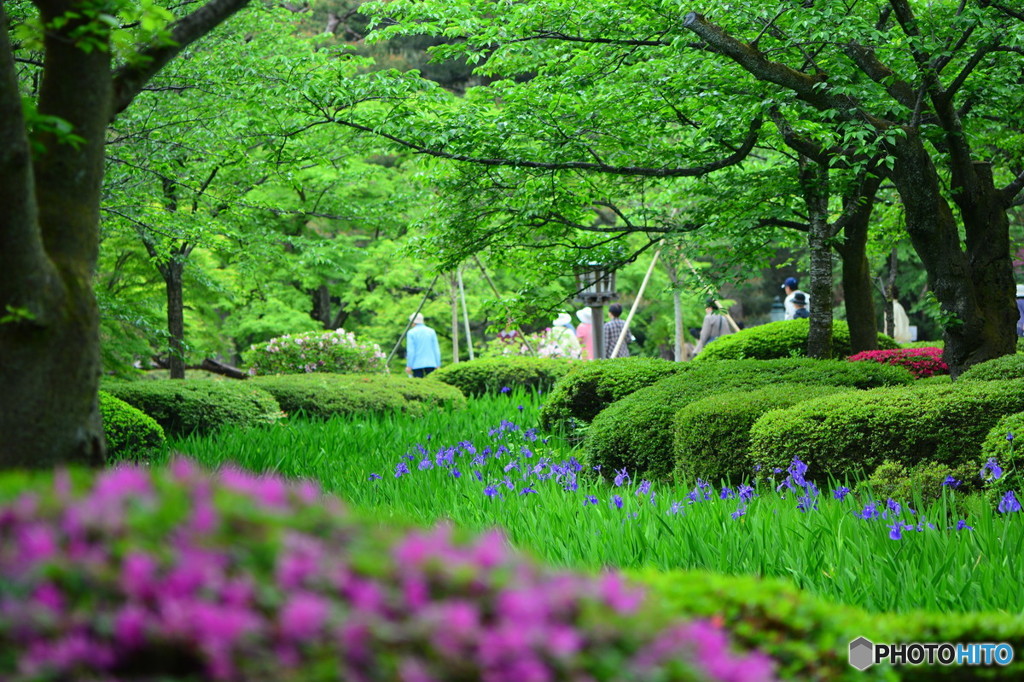新緑の園