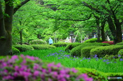 新緑の園