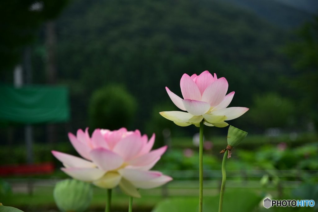 花はす公園