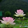花はす公園