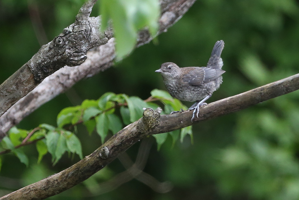 カワガラス＾＾（幼鳥）