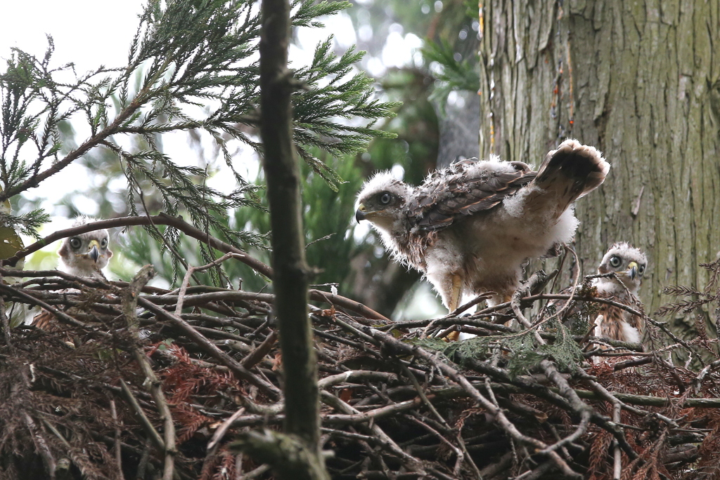 幼鳥３羽＾＾