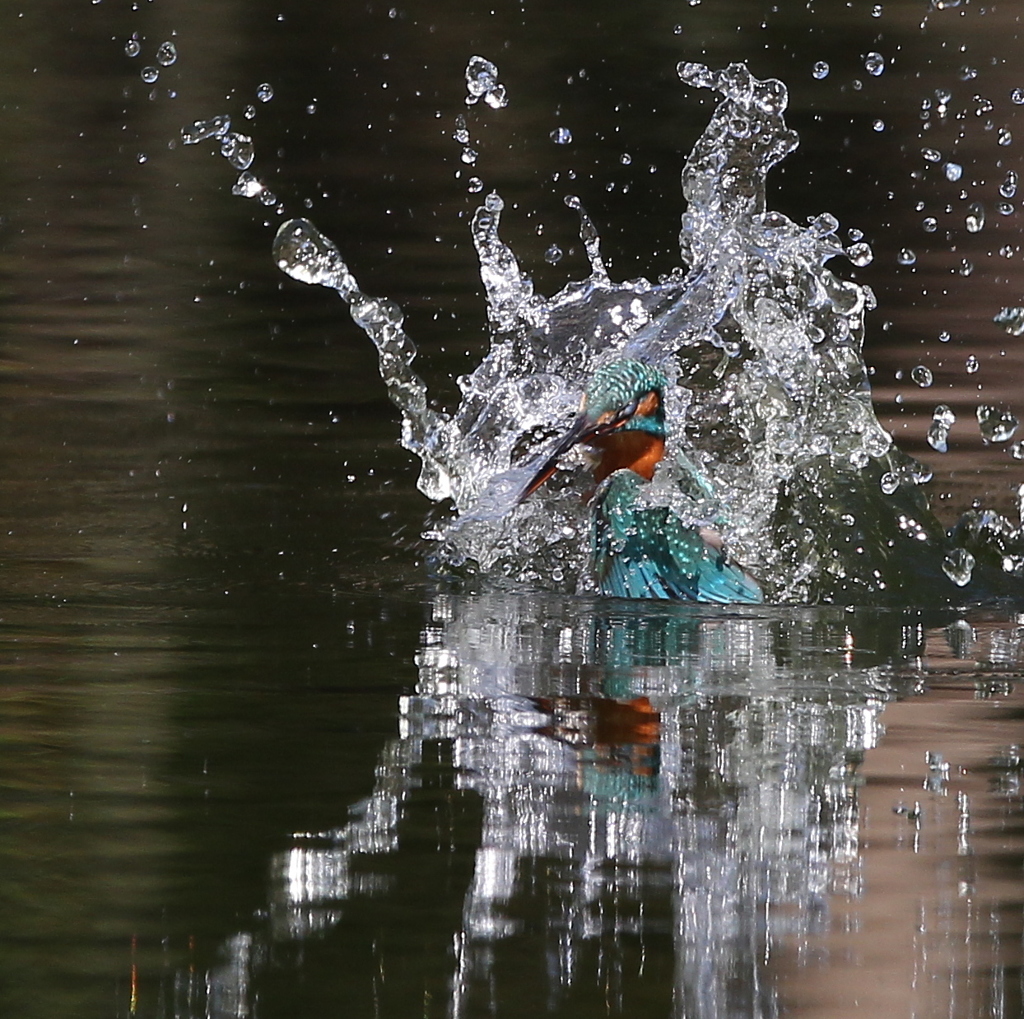 とったど～２４＾＾（カワセミ）