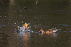 とったど～２０＾＾（カワセミ）