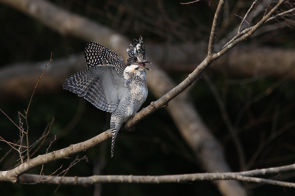 威嚇（ヤマセミ）