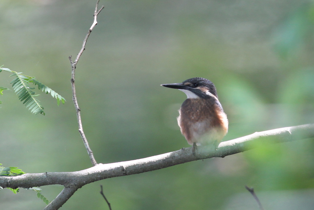 幼鳥さん＾＾（カワセミ）