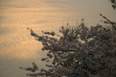 紫雲出山の桜