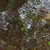 川遊び