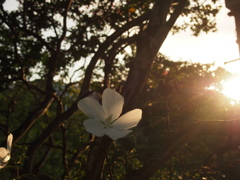 花と夕日。