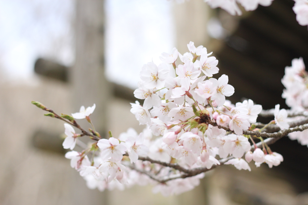 桜