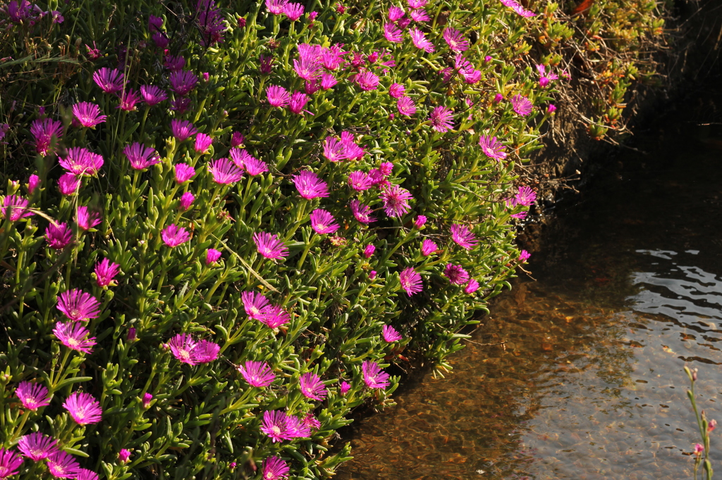 花と小川