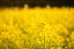 菜の花畑