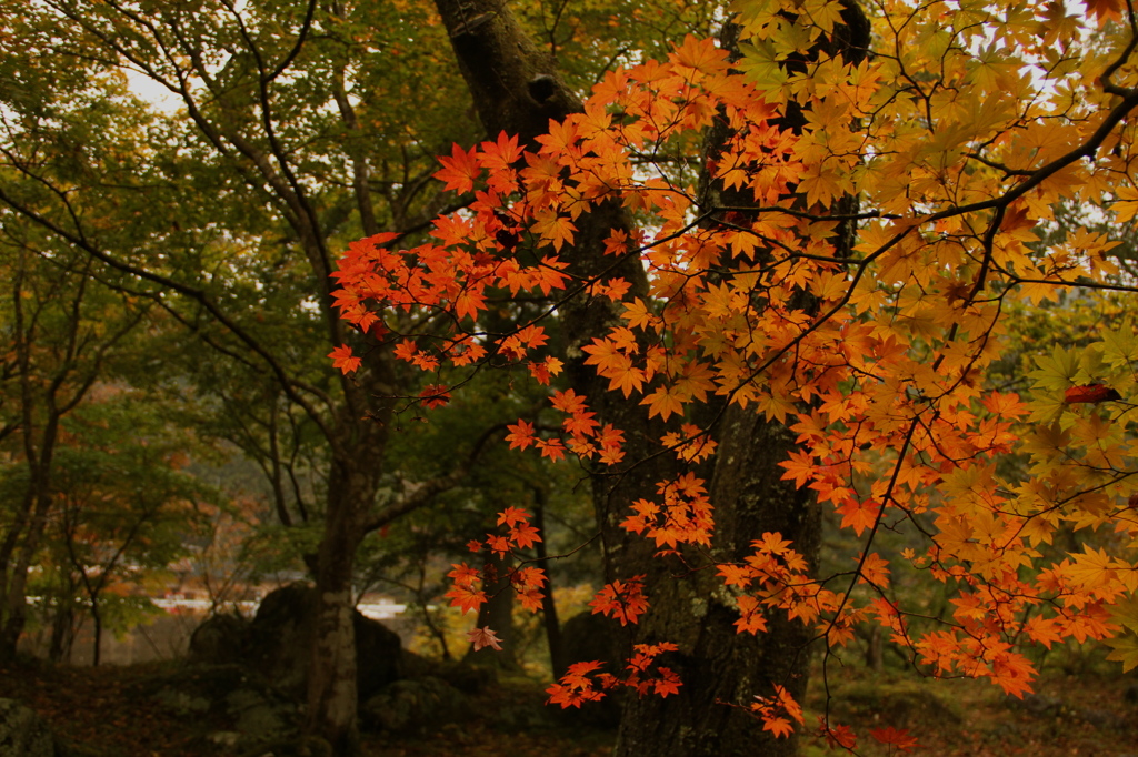 紅葉 *