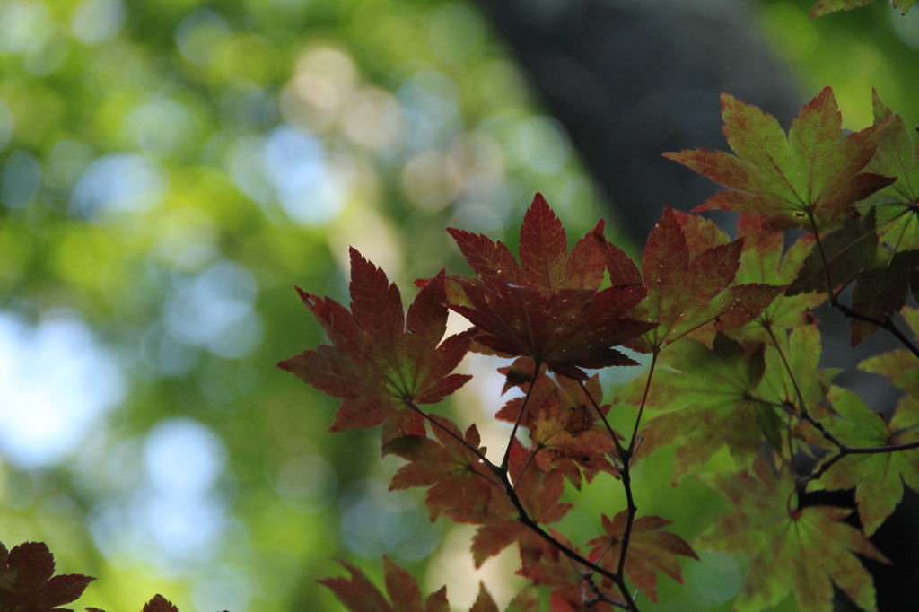 四季の移り変わり