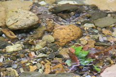 流されず