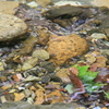 流されず