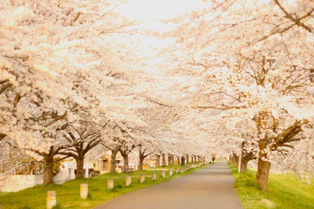 桜のトンネル