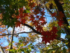 紅葉