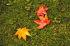 それぞれの秋の色