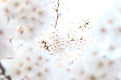 桜 *