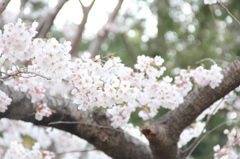 桜 *