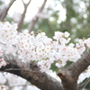 桜 *