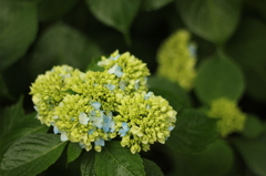 咲き始めの紫陽花