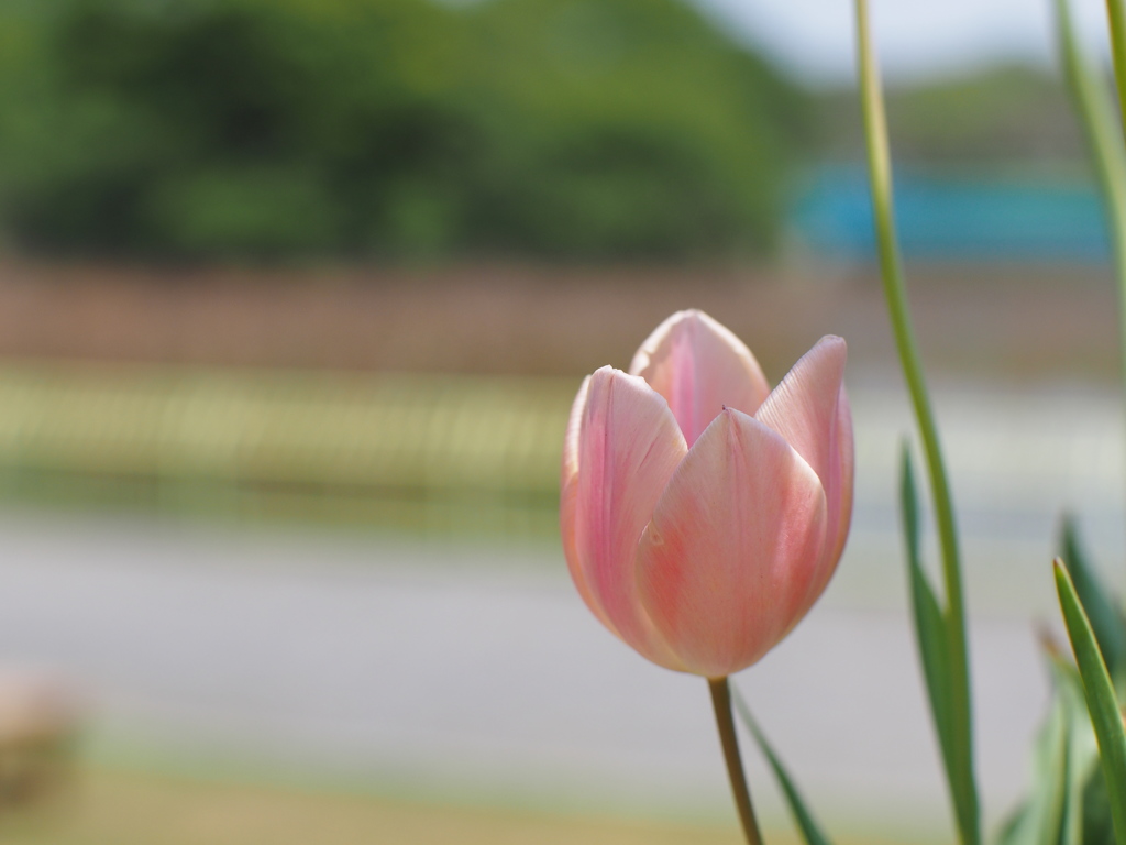淡い季節