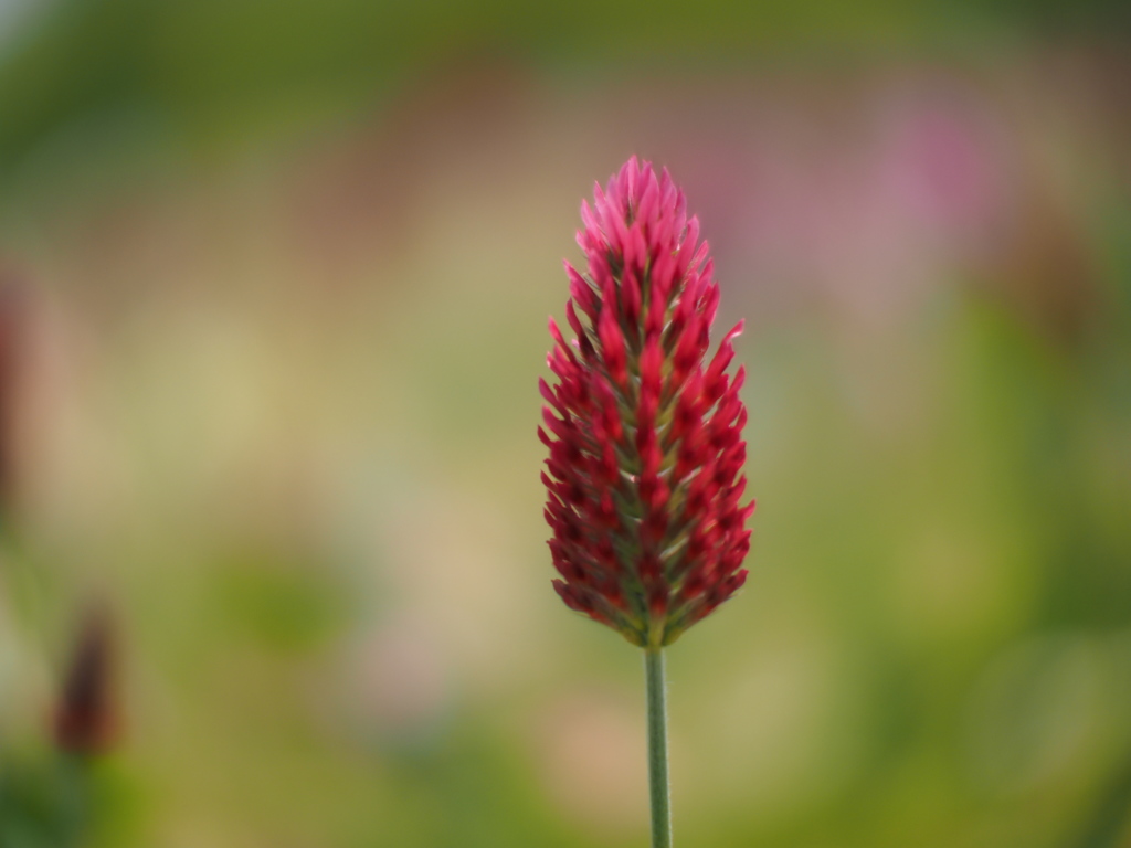 この花