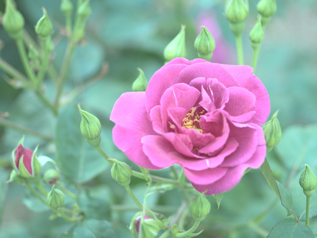 花一輪