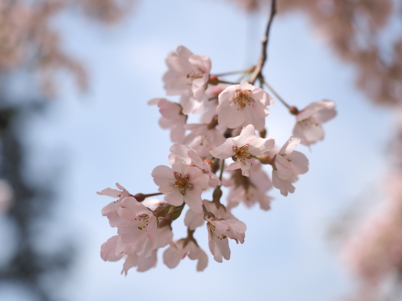 桜一枝