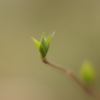 芽吹き