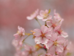 河津桜