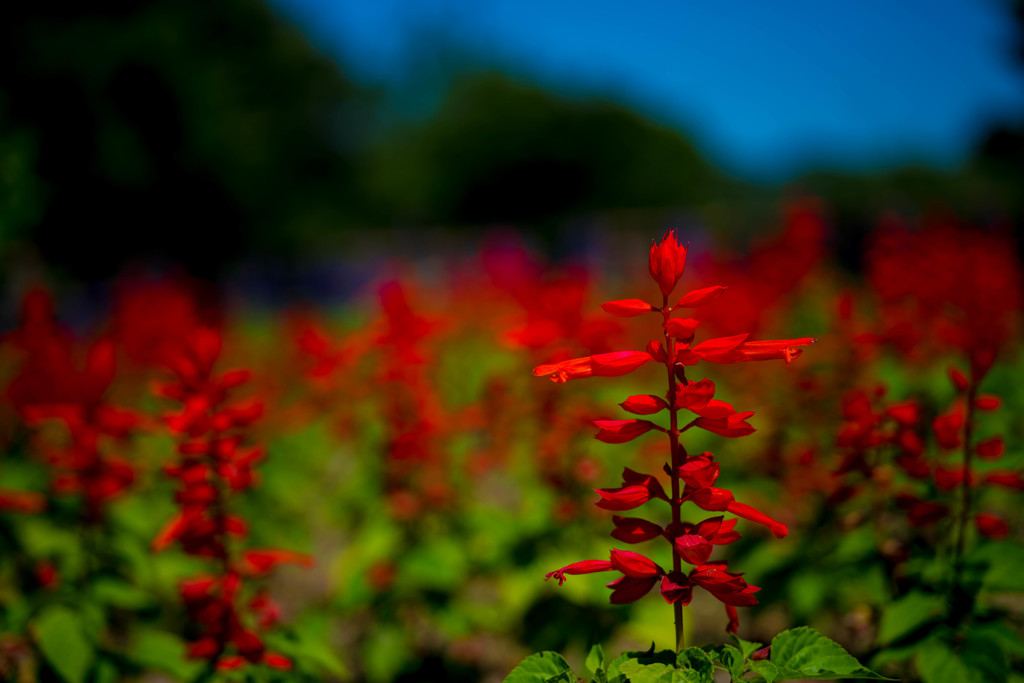 紅花