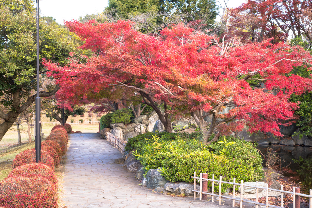 紅葉