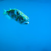 葛西臨海水族園1