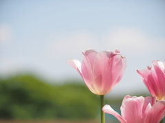 咲くやこの花