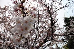 140413埼玉