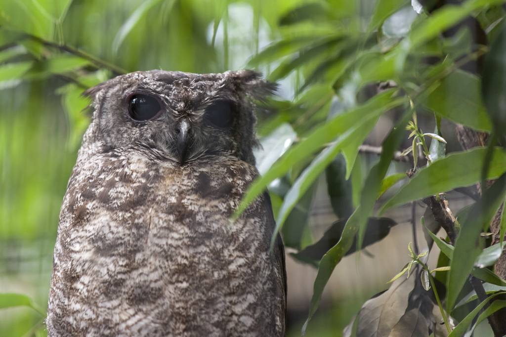 フクロウさん