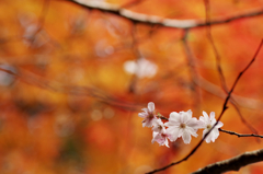 10月桜と…