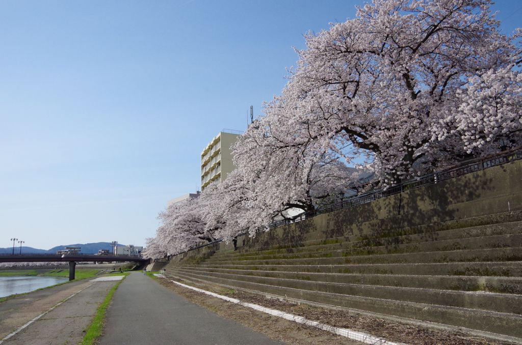 桜並木3
